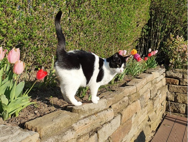 Katze im Garten